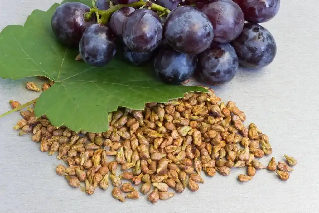 Grape Seed Extract ingredient